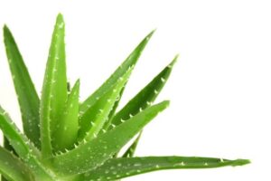 Aloe-vera-moisturizing-properties-3-in-1-formula